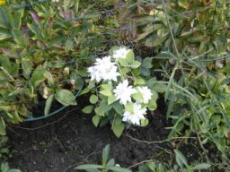 clematites_20211127_1900810055